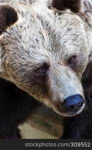 beautiful wild brown bear close up