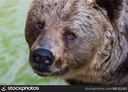 beautiful wild brown bear close up