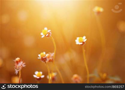 Beautiful wild Camomile grass flowers in the meadow with natural sunlight.
