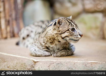 beautiful wild cat fishing in zoo