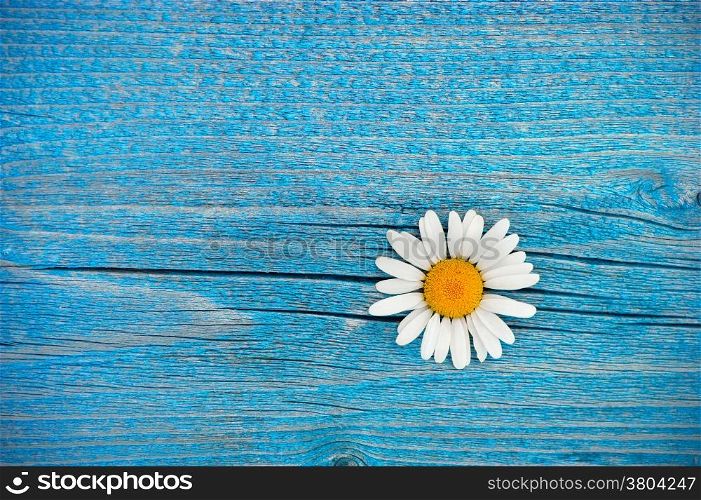 Beautiful wild chamomile flower on blue wooden background. Floral composition in rural vintage style