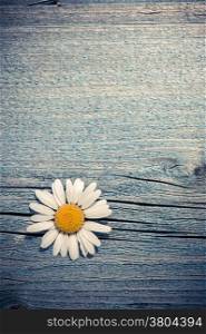 Beautiful wild chamomile flower on blue wooden background. Floral composition in rural vintage style