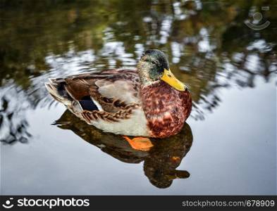 Beautiful Wild duck bird floating on a pond with reflective surface. Wild duck floating on a pond