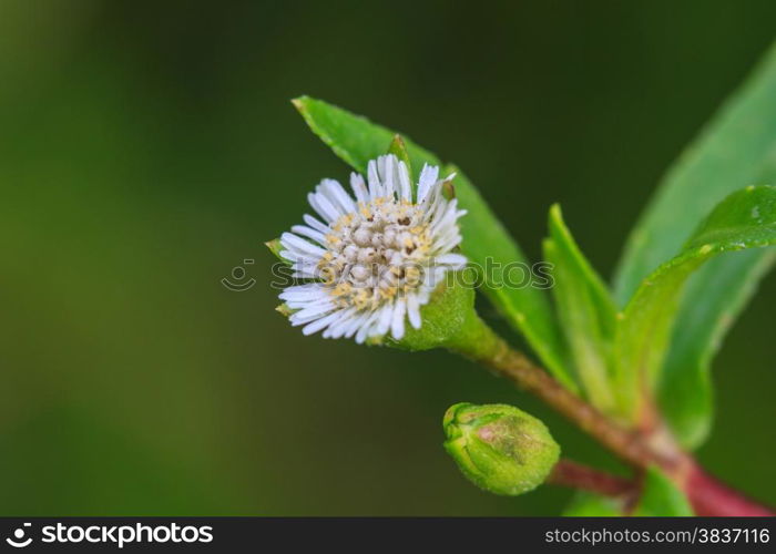 beautiful wild flower in forest, nature background