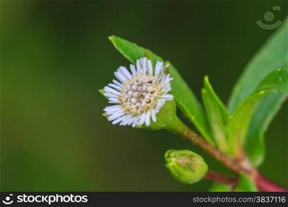 beautiful wild flower in forest, nature background