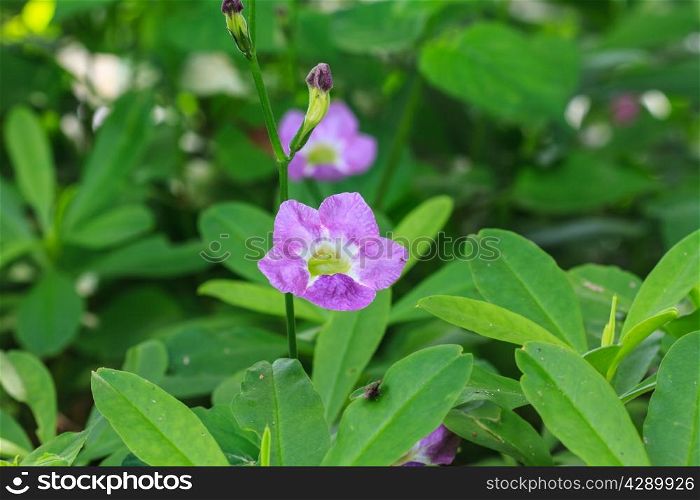beautiful wild flower in forest, nature background