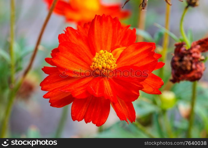 beautiful wild flower in forest, nature background