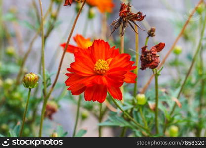 beautiful wild flower in forest, nature background