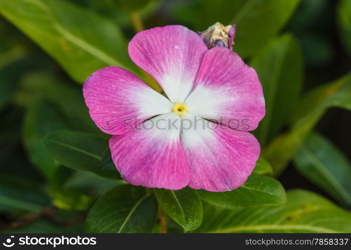 beautiful wild flower in forest, nature background