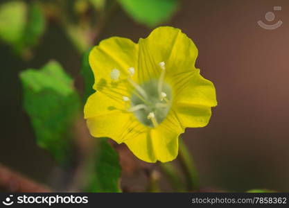 beautiful wild flower in forest, nature background