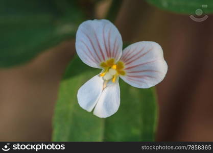 beautiful wild flower in forest, nature background