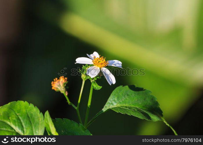 beautiful wild flower in forest, nature background