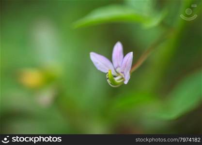 beautiful wild flower in forest, nature background, selective focus