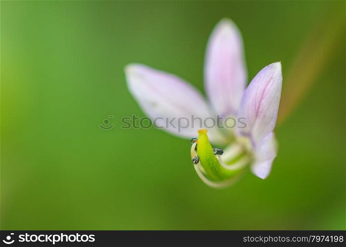 beautiful wild flower in forest, nature background, selective focus