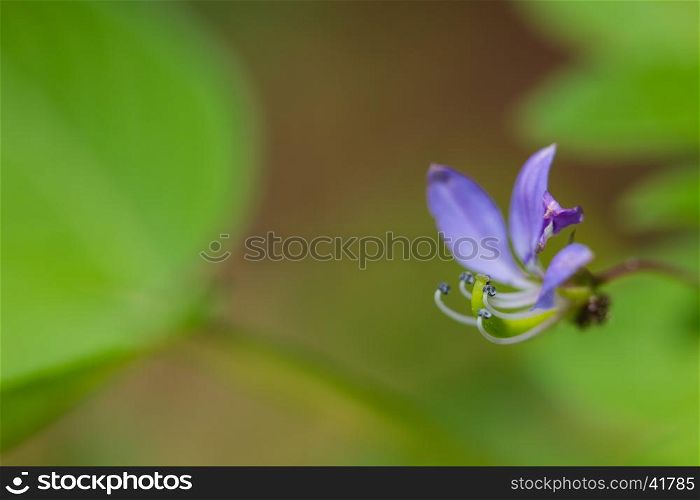 beautiful wild flower in forest, selective focus nature background
