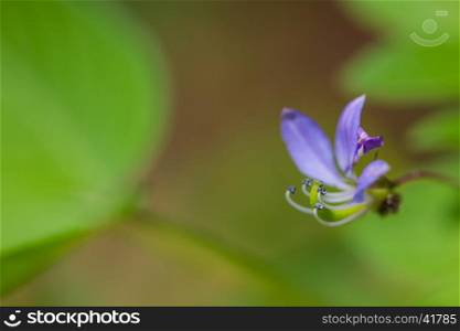 beautiful wild flower in forest, selective focus nature background