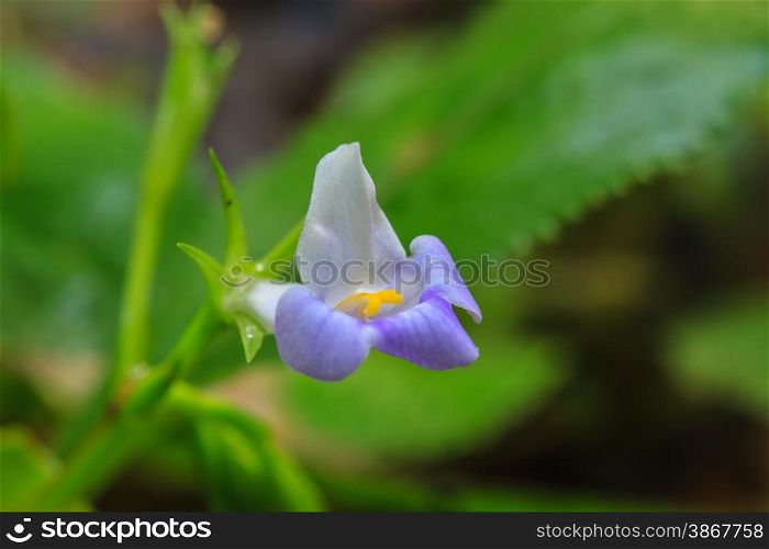 beautiful wild flower in tropical forest, nature background