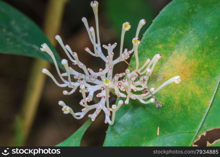 beautiful wild flower in tropical forest, nature background