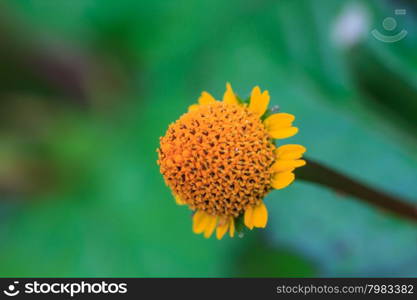 beautiful wild flower in tropical forest, nature background