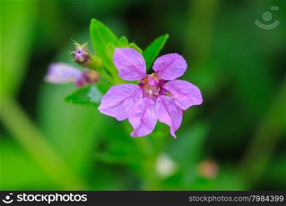 beautiful wild flower in tropical forest, nature background