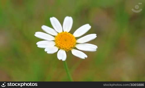 Beautiful wild flowers (anthemis ruthenica)