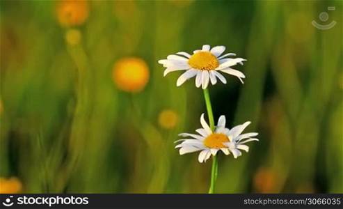 Beautiful wild flowers (anthemis ruthenica)