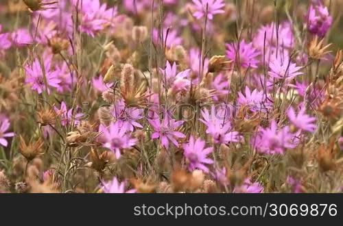 Beautiful wild flowers closeup
