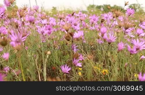 Beautiful wild flowers closeup in the meadow