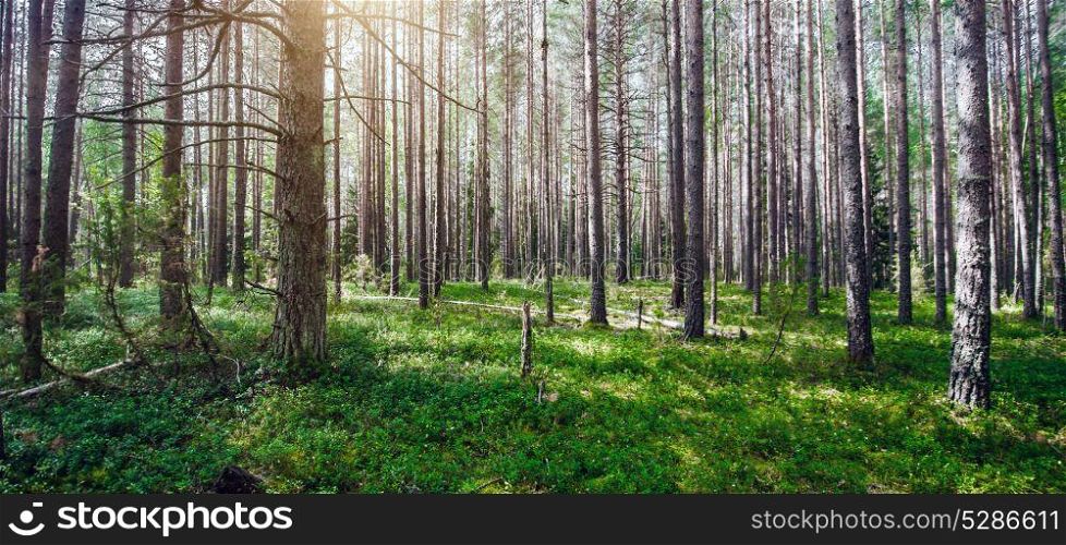 Beautiful wild forest. Beautiful wild forest. Summer landscape clear panorama. Beautiful wild forest