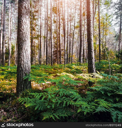 Beautiful wild forest. Beautiful wild forest. Summer landscape clear panorama. Beautiful wild forest