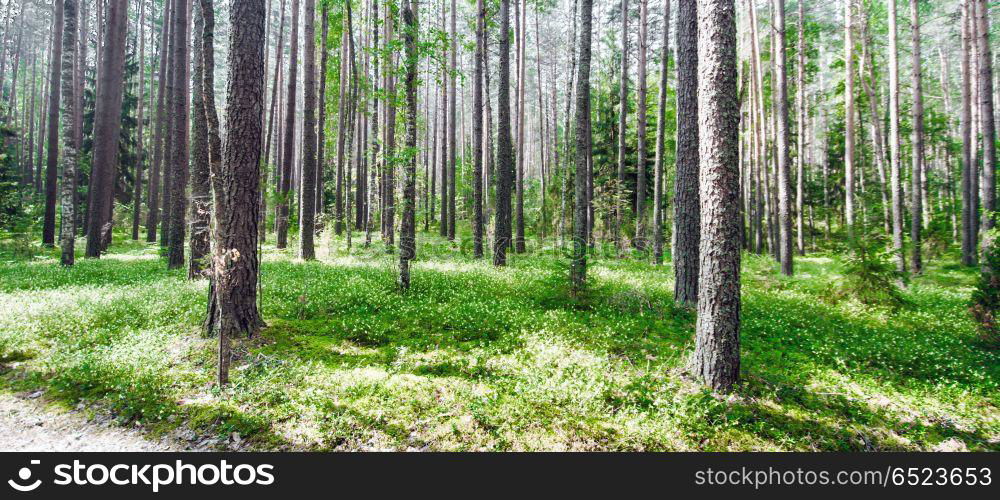 Beautiful wild forest. Beautiful wild forest. Summer landscape clear panorama. Beautiful wild forest