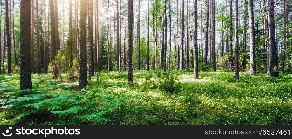 Beautiful wild forest. Beautiful wild forest. Summer landscape clear panorama. Beautiful wild forest