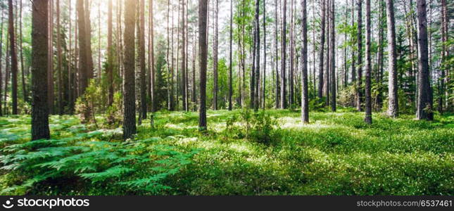 Beautiful wild forest. Beautiful wild forest. Summer landscape clear panorama. Beautiful wild forest