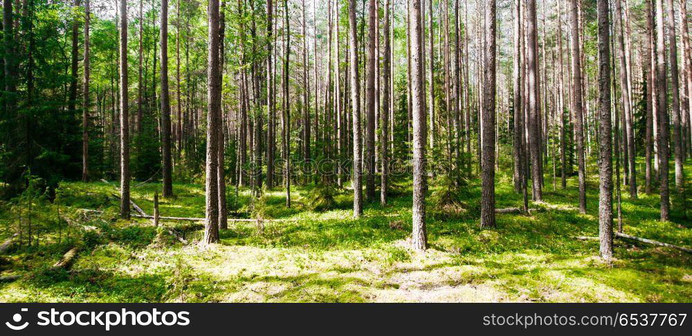 Beautiful wild forest. Beautiful wild forest. Summer landscape clear panorama. Beautiful wild forest
