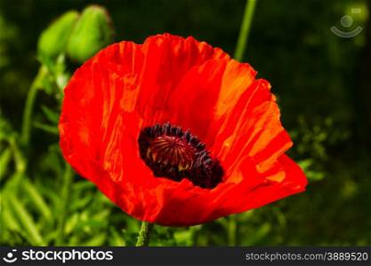 beautiful wild-growing red poppy on green background