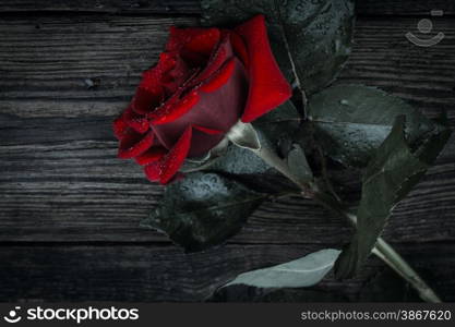 beautiful wild-growing red rose on white background