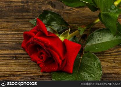 beautiful wild-growing red rose on white background