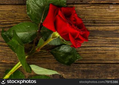 beautiful wild-growing red rose on white background