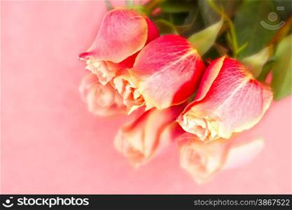 beautiful wild-growing salmon roses on scarlet background