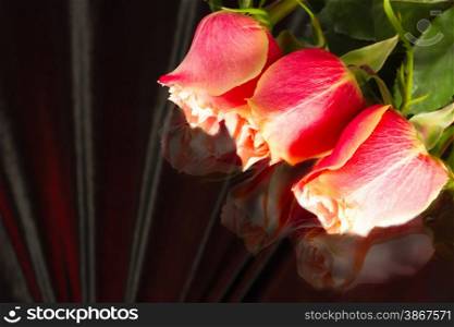 beautiful wild-growing scarlet roses on dark background