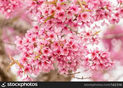 Beautiful Wild Himalayan Cherry Blossoms (Prunus cerasoides) in Thailand, Pink flowers of Sakura on the high mountains , selective focus. cherry blossom flower