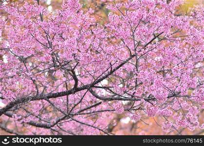 beautiful wild himalayan cherry flower ( Prunus cerasoides )