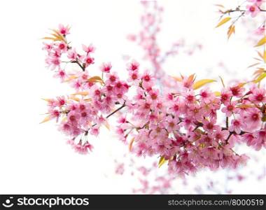 beautiful wild himalayan cherry flower ( Prunus cerasoides )