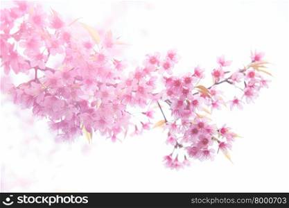 beautiful wild himalayan cherry flower ( Prunus cerasoides ) with flare light