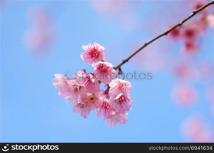 beautiful wild himalayan cherry or Thai sakura flower