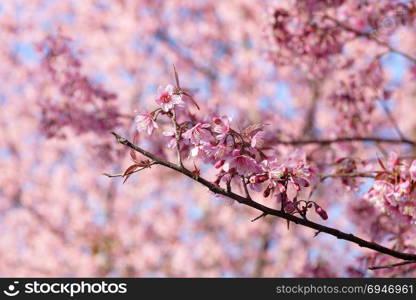 beautiful wild himalayan cherry or Thai sakura flower