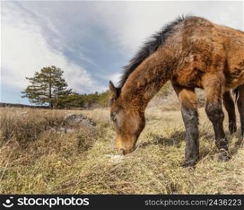 beautiful wild horse forest 2