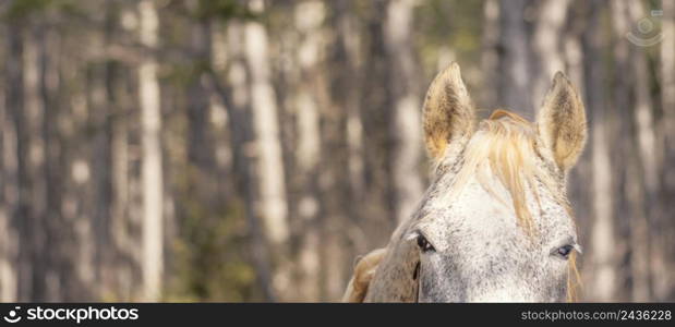 beautiful wild horse forest