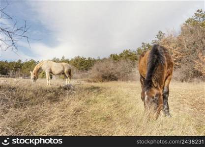 beautiful wild horses forest