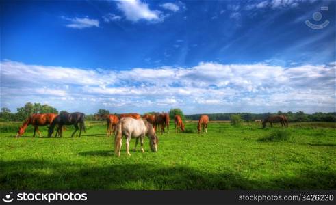 Beautiful wild horses on the perfect field.